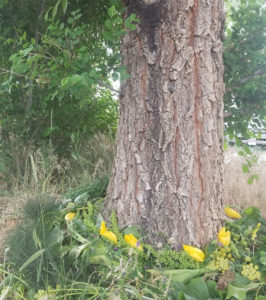 Tree with Tulips at the base