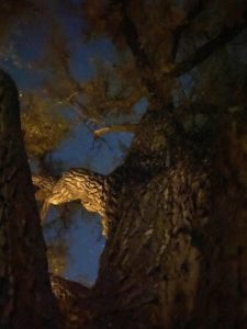 Elder Cottonwood Tree