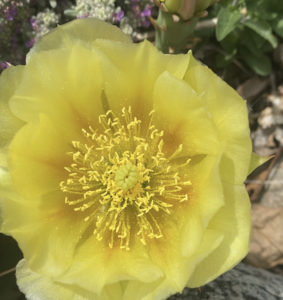 yellow flower